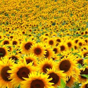 Meet your Posher, Vivian